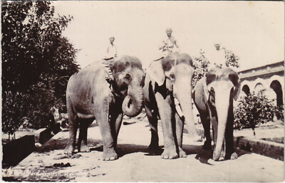 PC MALAYSIA, 3 ELEFANTEN MIT REITERN, Vintage ECHT FOTO Postkarte (b42637)