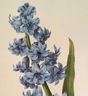 P. J. Redoute Flowers Jacinthe d' Orient Botanical Art Print Book Plate 66