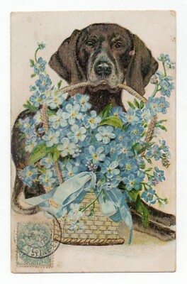 Le Dackel....  Hund ....