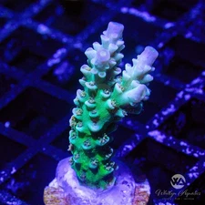 (AI4) WA Heartbreaker Acro - WYSIWYG Live Coral Frag