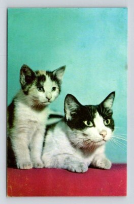 CAT★① Alfred Mainzer Kitty, Cat, Kitten - Postcard No 804 | eBay