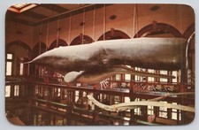 Postcard Sperm Whale Bishop Museum Linnaeus Hawaii NH1