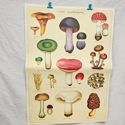 Cavallini Papers Fungi Mushroom Poster 20x26 Cream Vintage Botanical Print Wrap