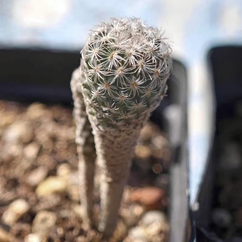 Planta de cactus suculenta de 1,2 cm Turbinicarpus Booleanus Cactaceae planta de jardín casero - Imagen 2 de 12