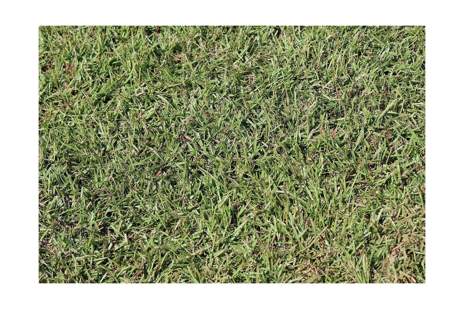 Centipede Grass Seed for a Dense Green Lawn, NO Mulch, 1 lb Coated Seeds, Sun...