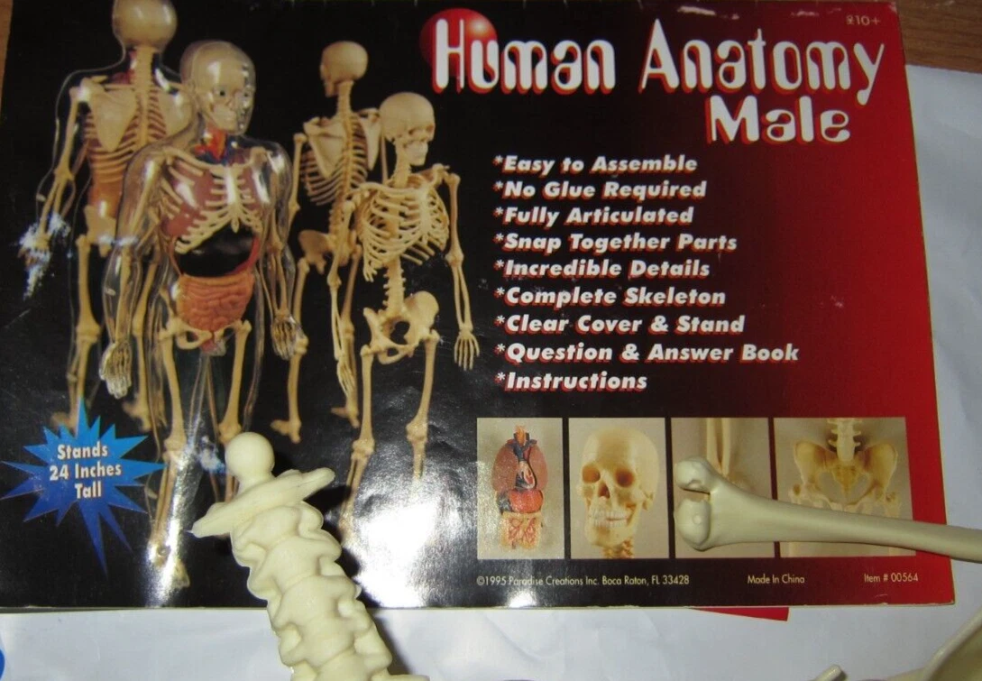 Skeleton Organs Model Learning Tool Toy 24
