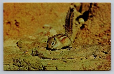 South Dakota Bad Land Chipmunk Vintage Photochrome Postcard