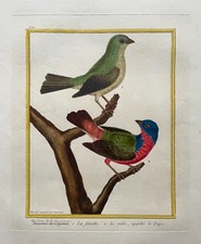 lithographies anciennes d'oiseaux J et E Gould