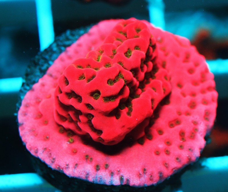 BigR Freak Nasty Montipora Frag Zoanthids Zoa Paly SPS LPS Corals, WYSIWYG