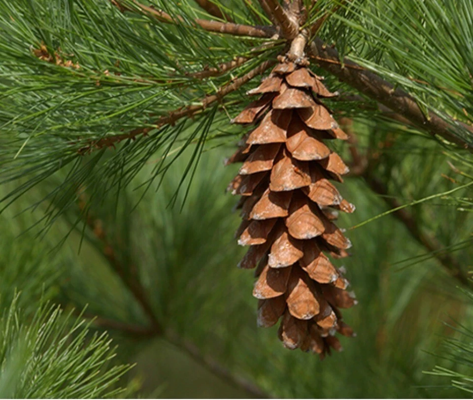 Bolsas de té con aguja de pino blanco oriental 60 unidades orgánicas frescas recogidas suministro para 4 meses Foto 4 de 4