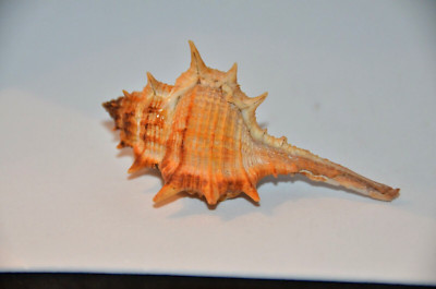 Specimen Murex Trapa - 3'' - approximately 75 mm - Taiwan