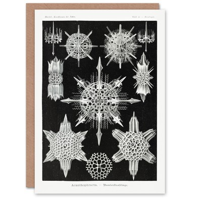 Ernst Haeckel Art Card Acanthophracta Black White Marine Life