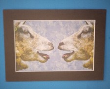 5" x 7" Matted 4" x 6" Print of Painting of 2 Face-to-Face Baaing Sheep