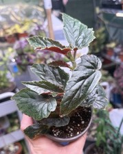 Begonia Ginny, reverted Ginny Galaxy, in a 4  pot, exact