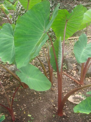 PlantFiles Pictures: Colocasia, Elephant Ear, Taro 'Ulaula Moano