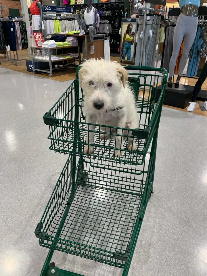 gold 2 1/2" X 3 YARDS SPOOL RIBBON PARTY GIFT WRAP christmas wire edge music - Image 4 of 4