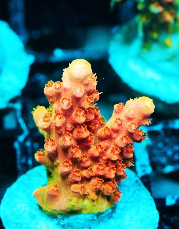 TGC Orange Creamsicle Acropora Frag Zoanthids Zoa Paly SPS LPS Corals, WYSIWYG