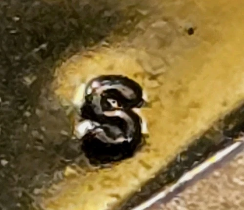 1981-S  Susan B Anthony Type II Clear S Proof  Dollar