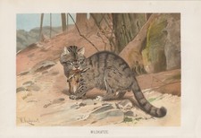 Wildkatze mit Kaninchen Lithographie von 1890 Wilhelm Kuhnert