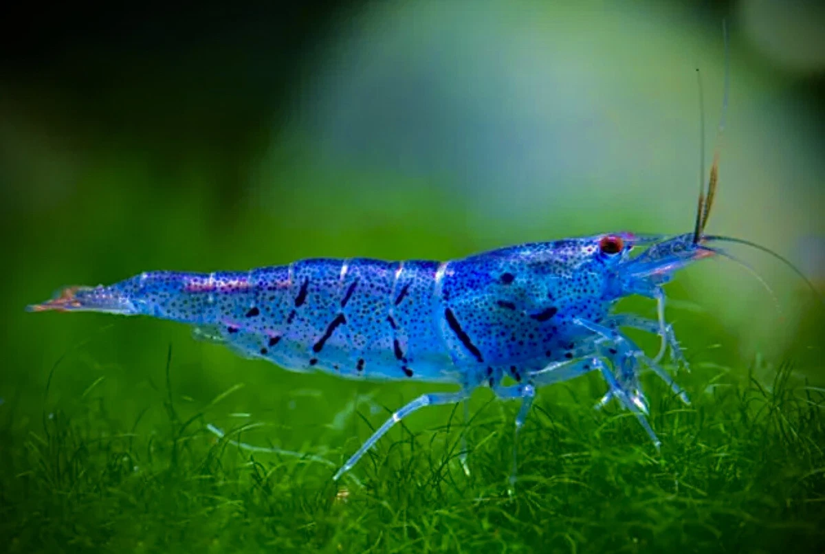 Blue shrimp for aquarium 2025