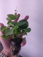 Brazilian Pennywort Live Aquarium Plant Potted