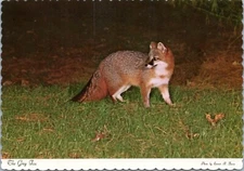 Postcard Animal - Grey Fox