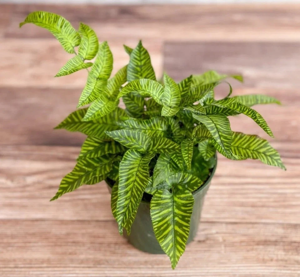 LIVE - Rare Golden Zebra Coniogramme emeiensis - Bamboo Fern Starter Plant - Image 2 of 4