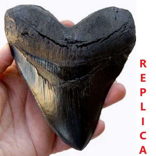 Megalodon Shark Teeth For Sale Shark Teeth Store