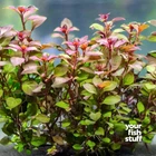 Ludwigia repens Live Aquarium Plants  *BUY ONE GET ONE 50% OFF* POTTED