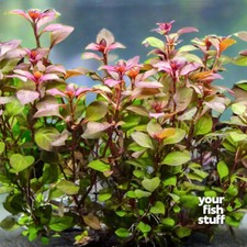 Ludwigia repens Live Aquarium Plants  BUY ONE GET ONE 50 OFF POTTED
