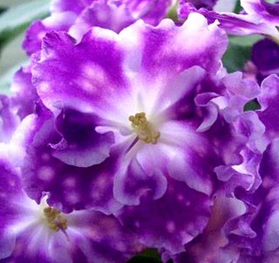 Африканская фиалка листья ~ AE-EGORKA MOLODETS (Rus) ультра редкая 1 лист - Изображение 2 из 2