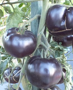 Tomato BLACK BEAUTY 10 Seeds Heirloom Vegetable Organic ...