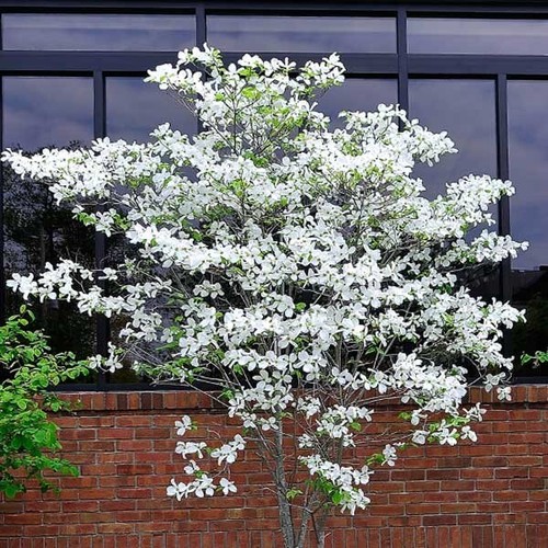 5-Pack White Dogwood Trees – 10-23" Bare Root Seedlings – Cornus florida