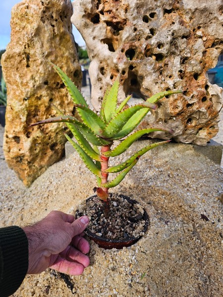 Aloe Rupestris 35cm