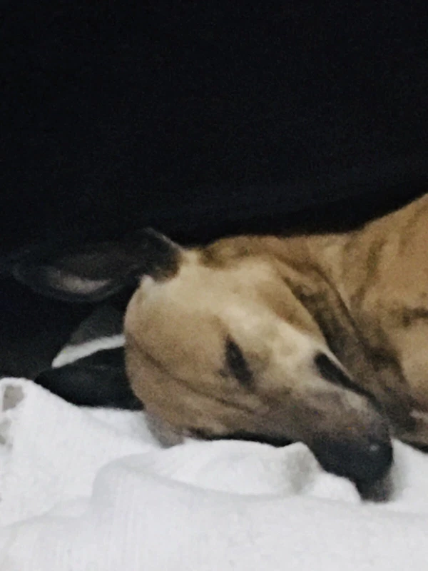 pet friendly holiday cottages