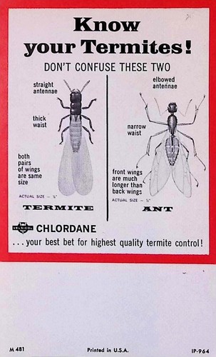 Know Your Termites Brochure Chlordane Veliscol Ant Antennae ID ~1960s ...