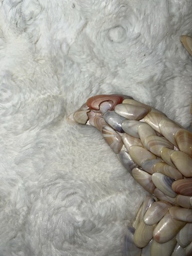 Hausgemachte handgefertigte Muschel Kunst Set mit drei Seepferdchen Seestern Kurios SCHÖN - Bild 19 von 22