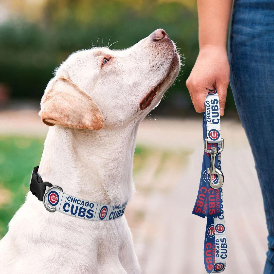 chicago cubs dog collar