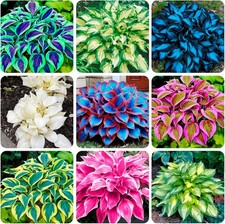 250 USA Premium Seeds Rare Perennial Hosta Flower Seed for Planting Outdoors Ga