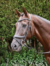 Rhinegold Pro-Anatomic Flash Bridle