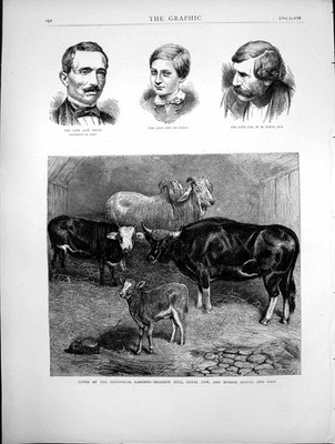 Alter Druck Zoo Brahmane Bulle Gayal Kuh Hybride Färse und Kalb Skizzen 1872 19.