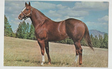 OLD TOM CAT Quarter Horse Stallion Postcard LEO GRANDSON Dickinson Publ