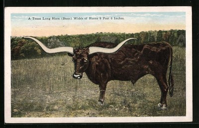 Künstler-AK Texas Long Horn, Width of Horns 9 Feet 6 Inches 