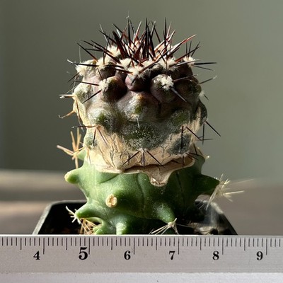A21-4283 Copiapoa cinerea x longistaminea KP 837, Ruta-Taltal, grafted