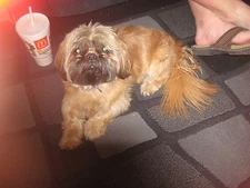  Replacement pump for CLONE KING 25 or 36 Site Cloning Machine