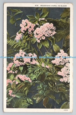 R802098 Berglorbeer in Blüte Asheville Postkarte C T amerikanische Kunst farbig
