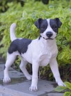 14" H Standing Jack Russell Garden Statue Lifelike Yard Lawn Garden Decor