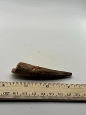 Spinosaurus 3.25” TOOTH  Teeth Dinosaur Fossil before T Rex Cretaceous SC 178