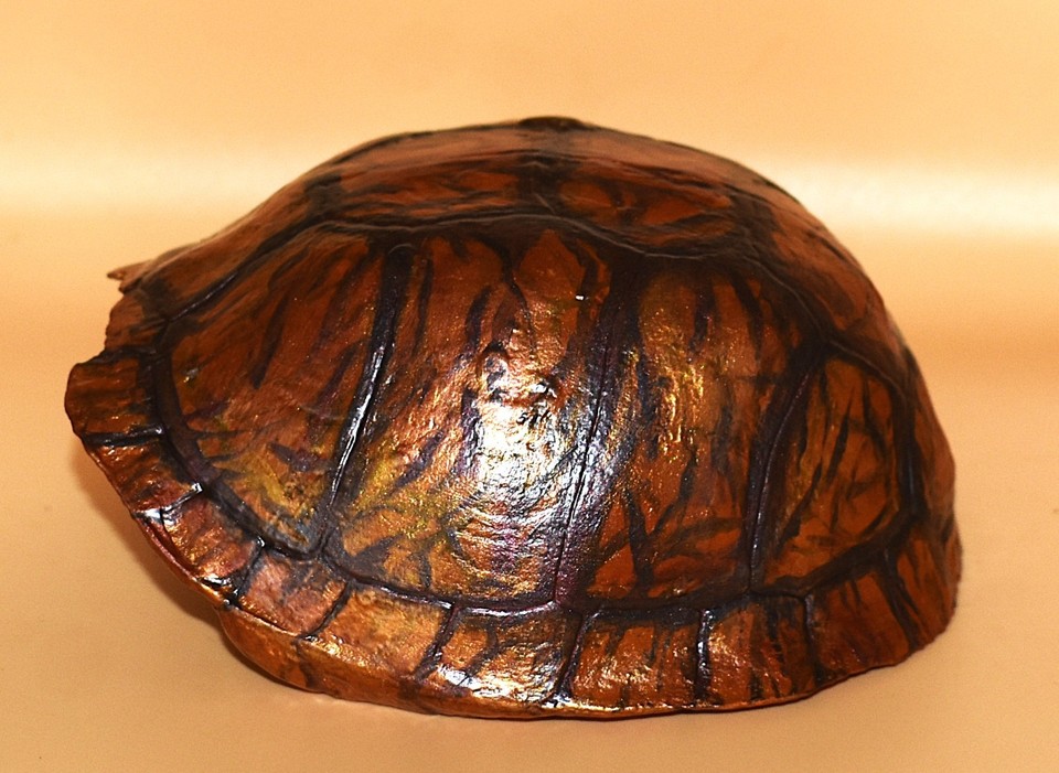Eastern Box Turtle Shell Appalachian Taxidermy Art & Appalachian Coral ...