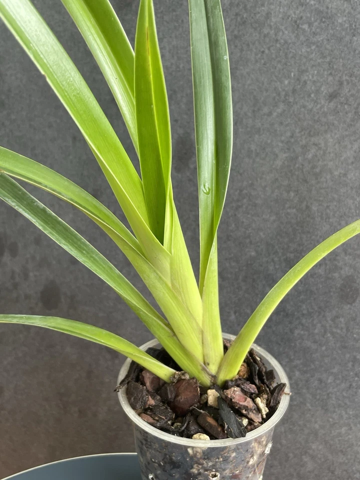 Phragmipedium longifolum, sehr wüchsig,  blühfähig und blühfreudig! - Bild 4 von 4